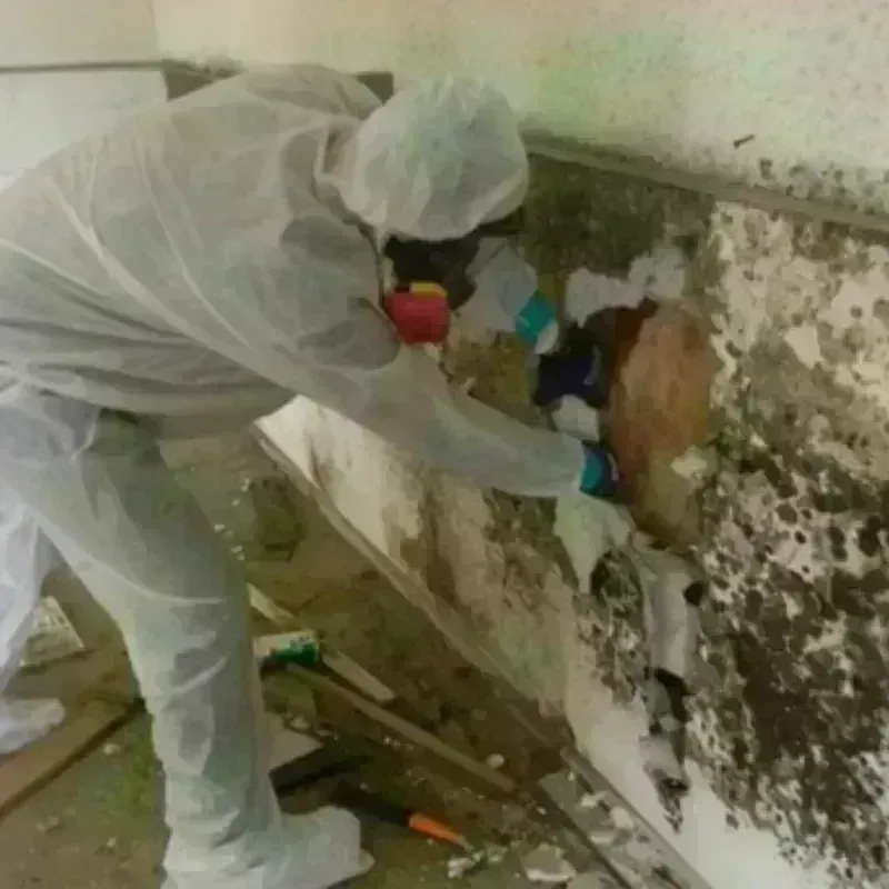 Mold Remediation and Removal in Lyford, TX